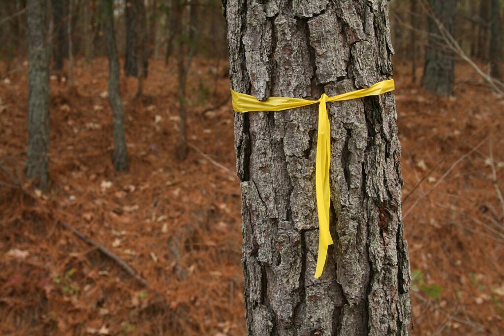 Yellow flagging ribbon tied around a pine trunk with the tail hanging down