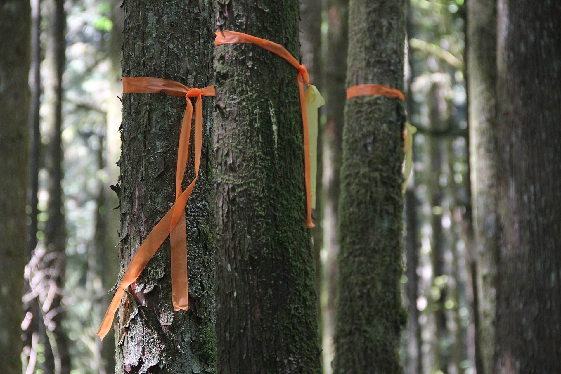 Orange flagging tape tied around tree trunks in a forest